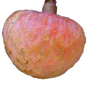 আতাফল – ২ কেজি