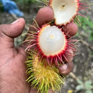 ১  কেজি প্রিমিয়াম রাম্বুটান ফল